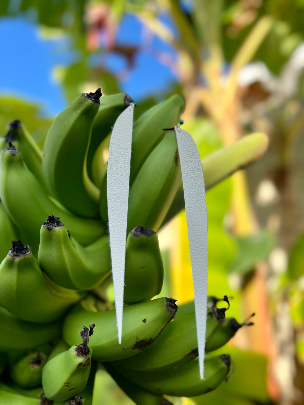 Pantallas cuerosas • blancas